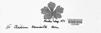 Image of Aecidium barclayi